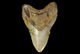 Bargain, Fossil Megalodon Tooth - North Carolina #119403-1